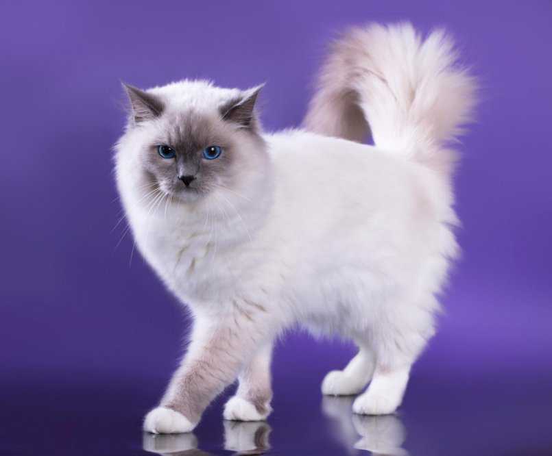Порода кошек рэгдолл, описание окрасов и фото, а также их характер, стандарты и размеры