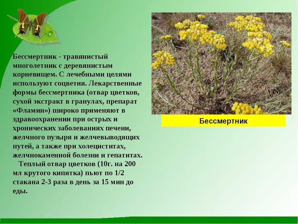 Бессмертник курсивный  - helichrysum italicum - abcdef.wiki