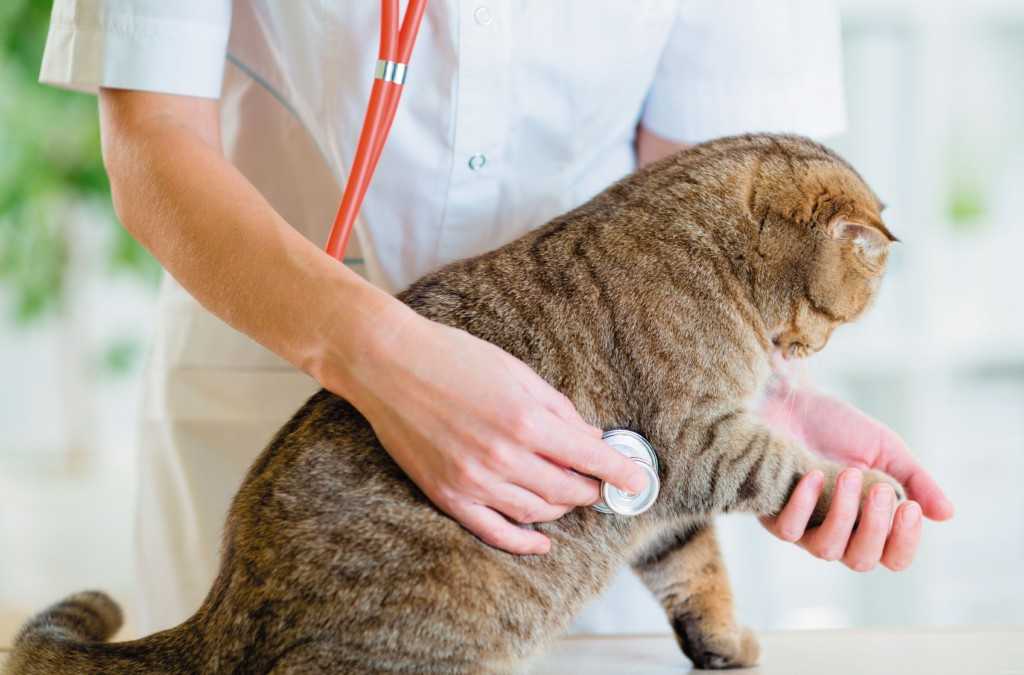 Запор у кошек - симптомы, причины, лечение в домашних условиях и у специалистов