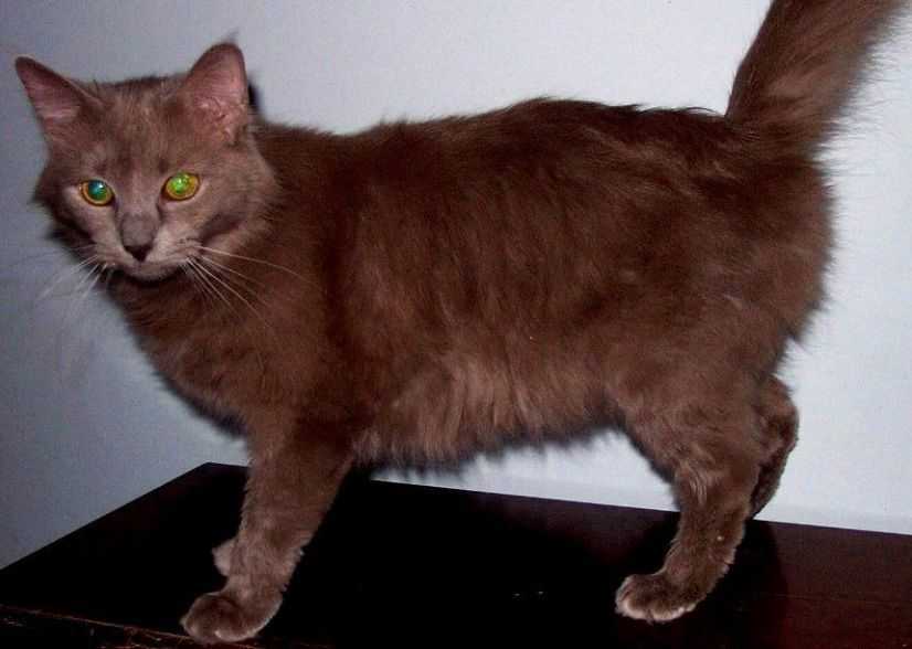 Йоркская шоколадная кошка: описание внешности, советы по содержанию