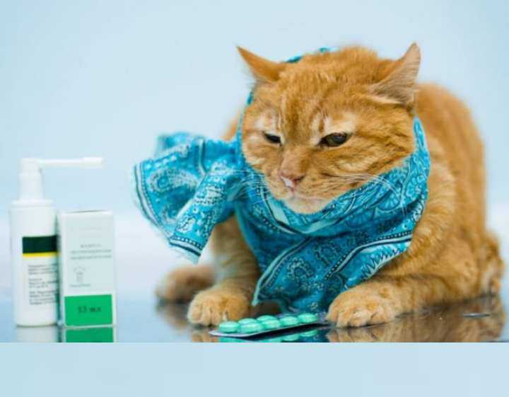 Быстрое и безопасное лечения насморка у кота в домашних условиях