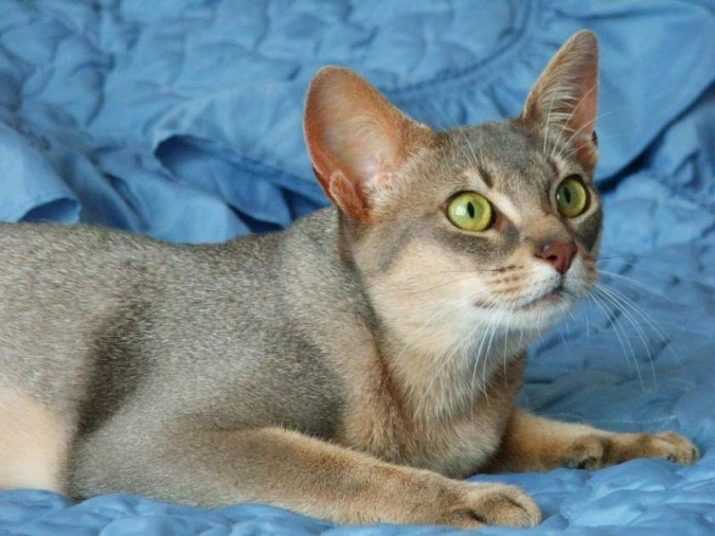 Эгейская кошка: все особенности породы (+ фото и видео)