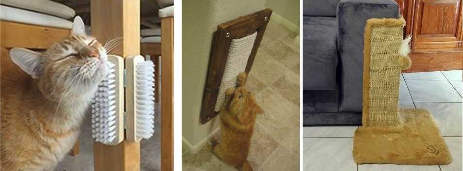 Как отучить кошку драть обои и мебель: советы и рекомендации