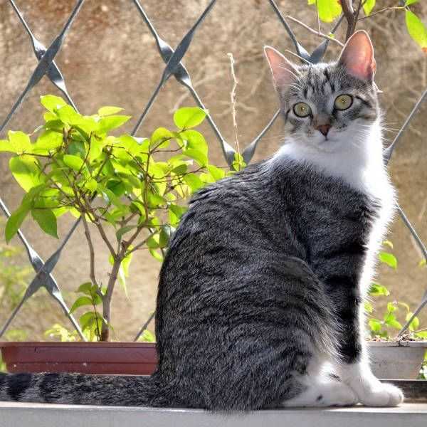 Бразильская короткошерстная кошка: описание породы и особенности характера