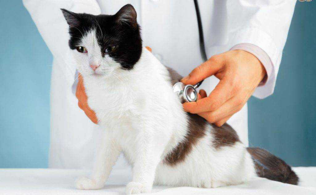 Аскариды  у кошек - симптомы и лечение аскаридоза у кошек в москве. ветеринарная клиника "зоостатус"