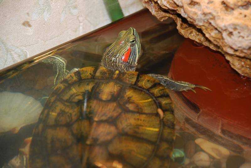Заболевания красноухих черепах: профилактика,лечение,симптомы,фото,видео. | аквариумные рыбки