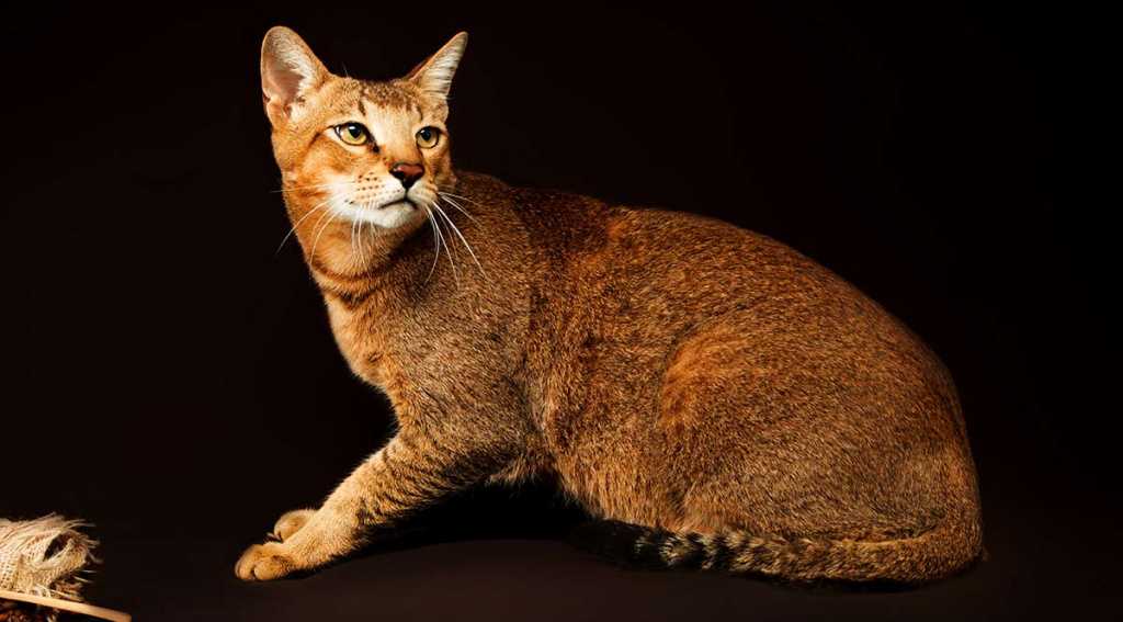 Чаузи кошка: описание породы, цена, как ухаживать за кошками чаузи