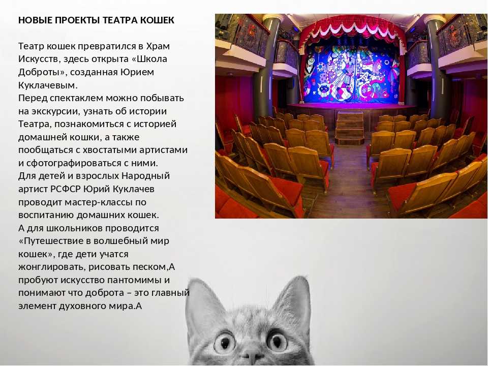 Театр кошек юрия куклачева - несколько слов из истории, устройство театра