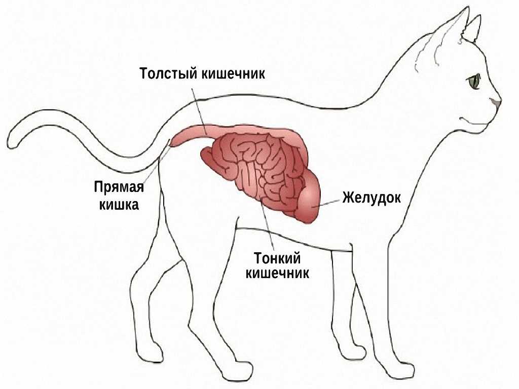 Что такое непроходимость кишечника у кошек и котов Чем оно отличается от запора. А также причины, основные симптомы и способы лечения этого заболевания.