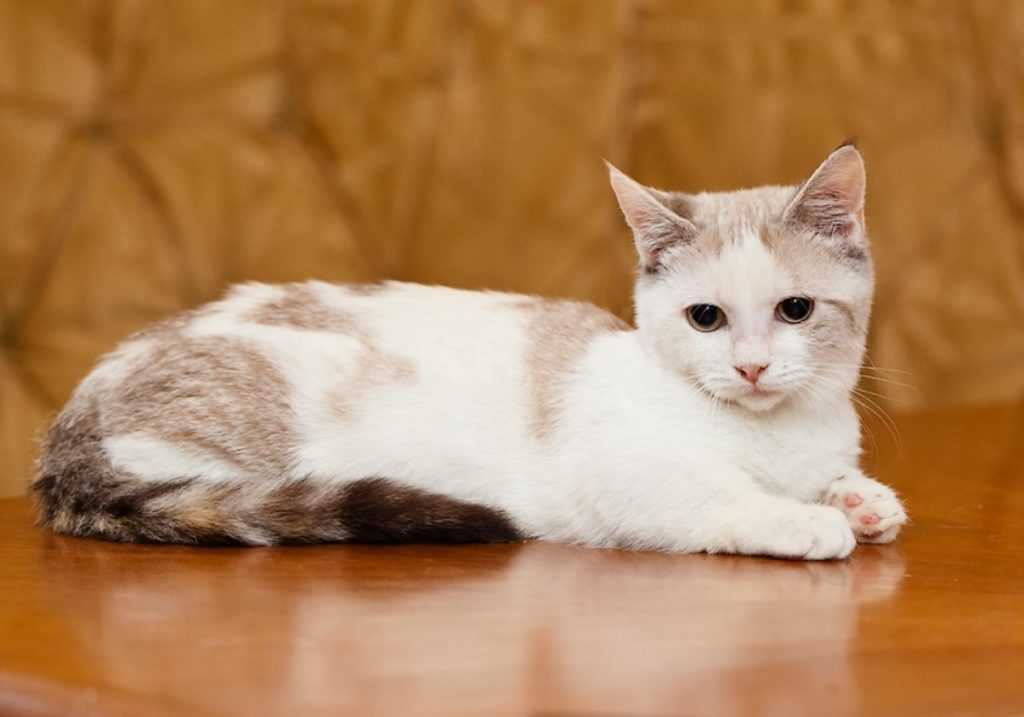 Манчкин: описание породы, характер кошки, советы по содержанию и уходу, фото