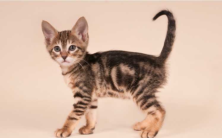 Сококе (20 фото): описание породы. какие клички подходят кошкам и котам? стандарт окраса. особенности вязки