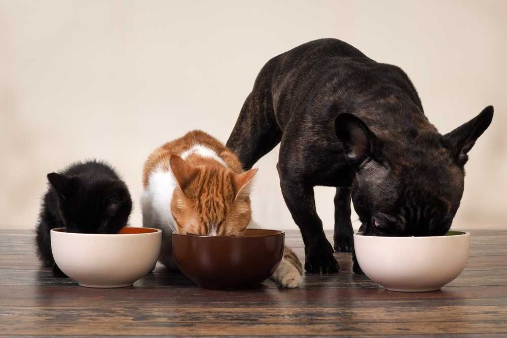 Сколько и чем кормить кошку – советы ветеринаров : clubcat