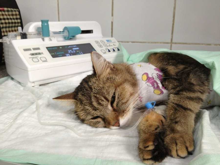 Изоспороз у кошек - симптомы, лечение в ветклинике зоостатус