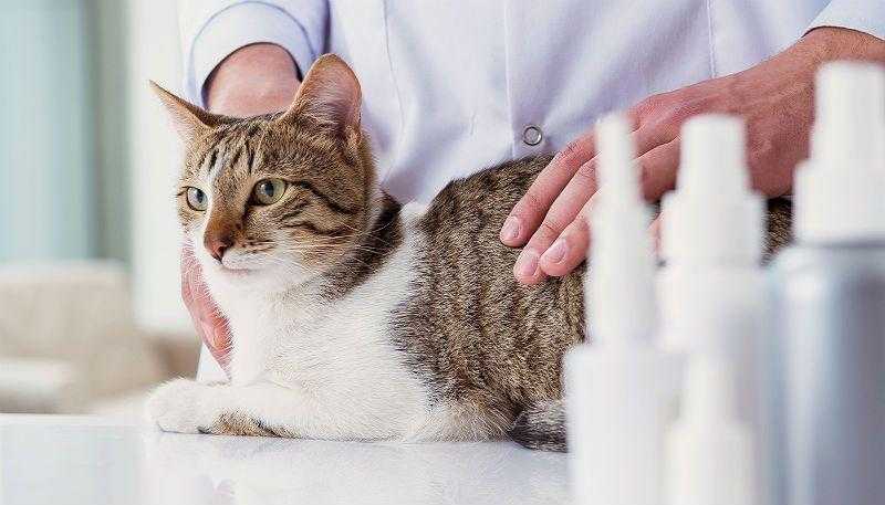 Уретропластика котов как оперативное лечение при осложнениях мочекаменной болезни › белый клык