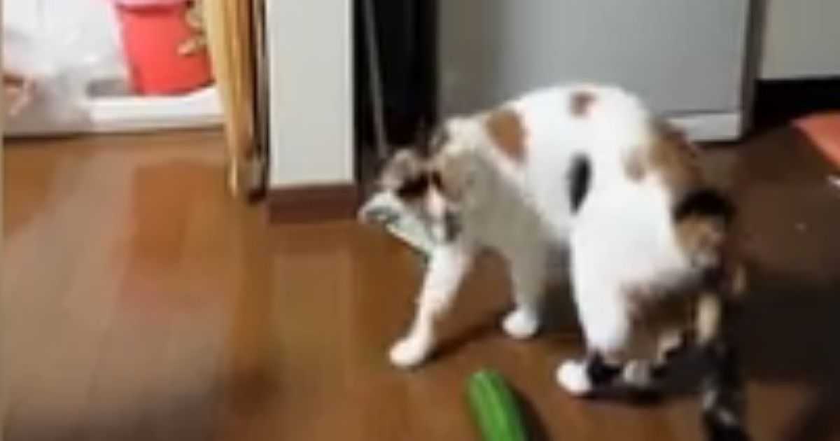 Почему кошки боятся огурцов: научный взгляд на хиты youtube