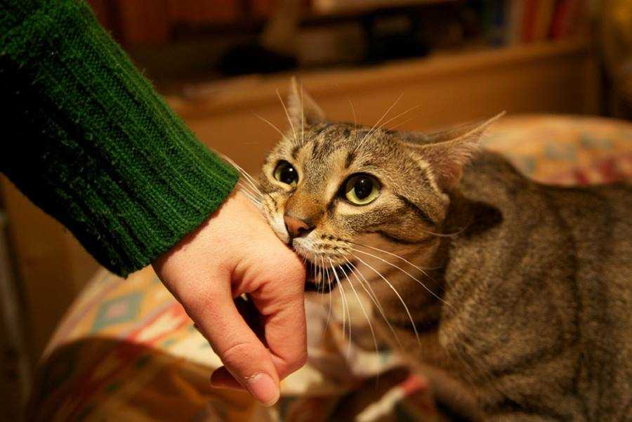 Почему кошка лижет руки человека
