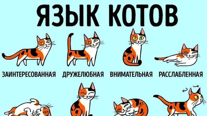 Как понять кошачий язык?