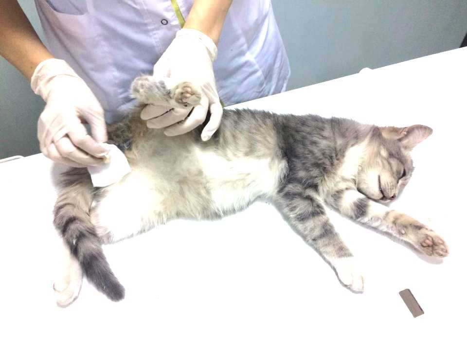 Всё о методах кастрации кота. кастрация котов в ветеринарной клинике санавет, г. москва