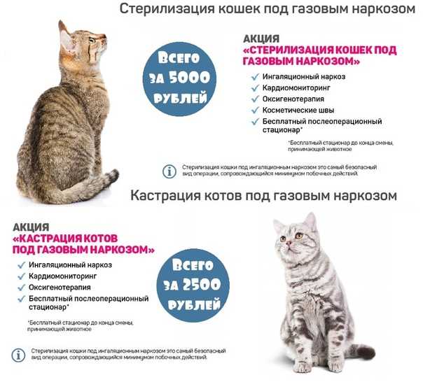 Стерилизация кошек цена в минске - сколько стоит стерилизация кошки