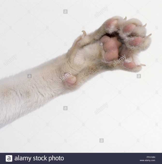 Сколько пальцев у кошки на задних и передних лапах при нормальном анатомическом строении, возможные отклонения и их причины