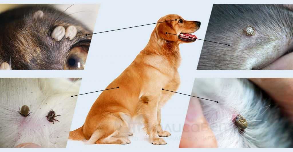 Анализ крови у собак при пироплазмозе: виды анализов, что они показываю