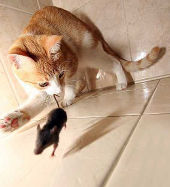 Почему кот приносит мышей хозяину. зачем кошки несут убитых животных домой: объясняем причину таких «подарков