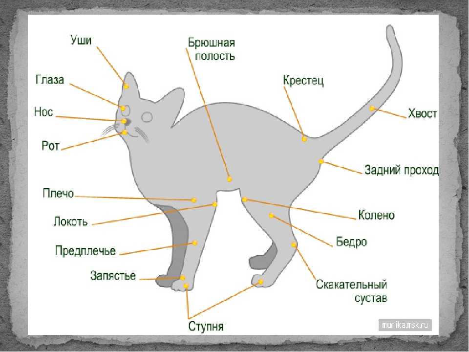 Движения кошек – как понять что хочет. настроение кота по хвосту — как понять? кот или кошка все время поднимает хвост