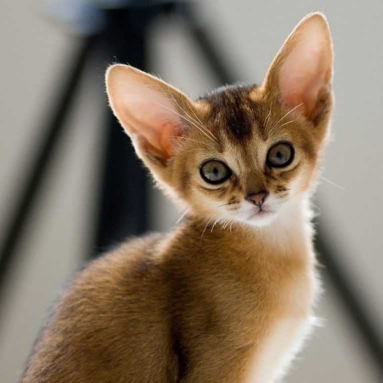 Самые ласковые и ручные породы кошек: список с фото, названиями и описанием пород