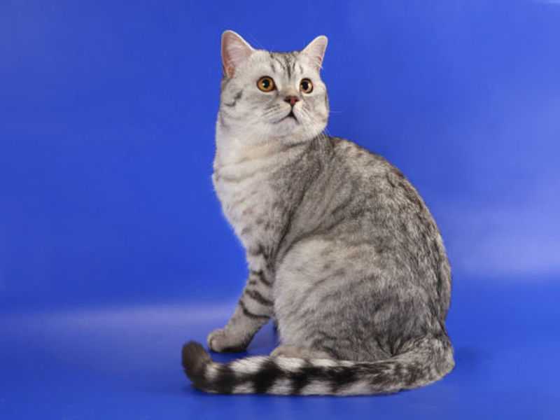 Котята-метисы шотландской кошки