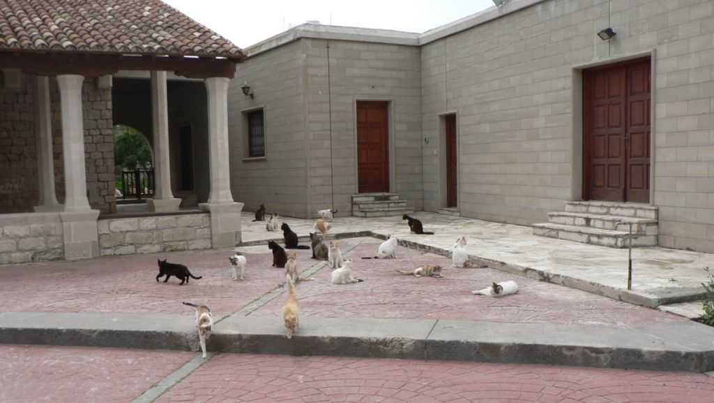Кошки на кипре: история, численность, монастырь кошек