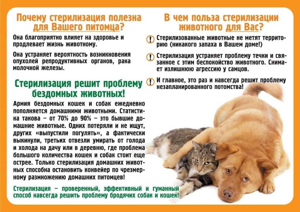 Кастрация крипторха у собак (кобелей) и котов в россии