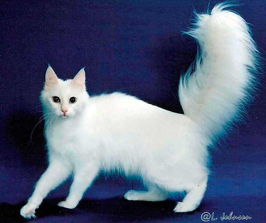 Турецкая ангора или ангорская кошка. все о породе
