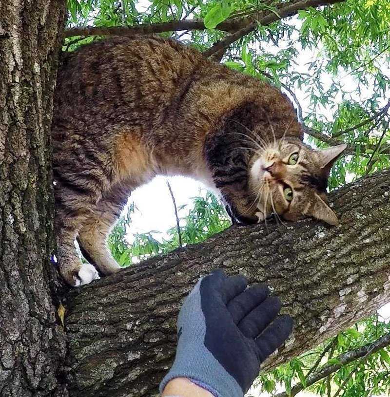 Как снять кота с дерева: прикорм, лазерная указка