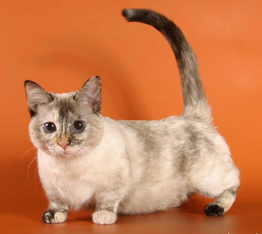 Манчкин: порода кошек с короткими лапами — фото, цена, описание стандарта и характера