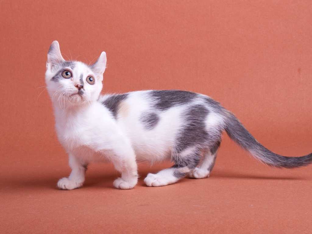 Тонкинская кошка: история породы, внешность, содержание, уход - мир кошек
