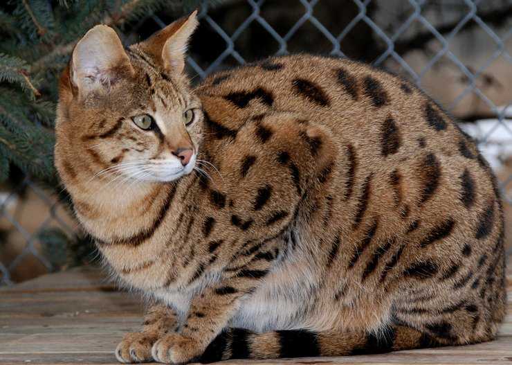 Топ-10 пород кошек – бобтейлы и мэнксы – как отличить одного кота от другого.