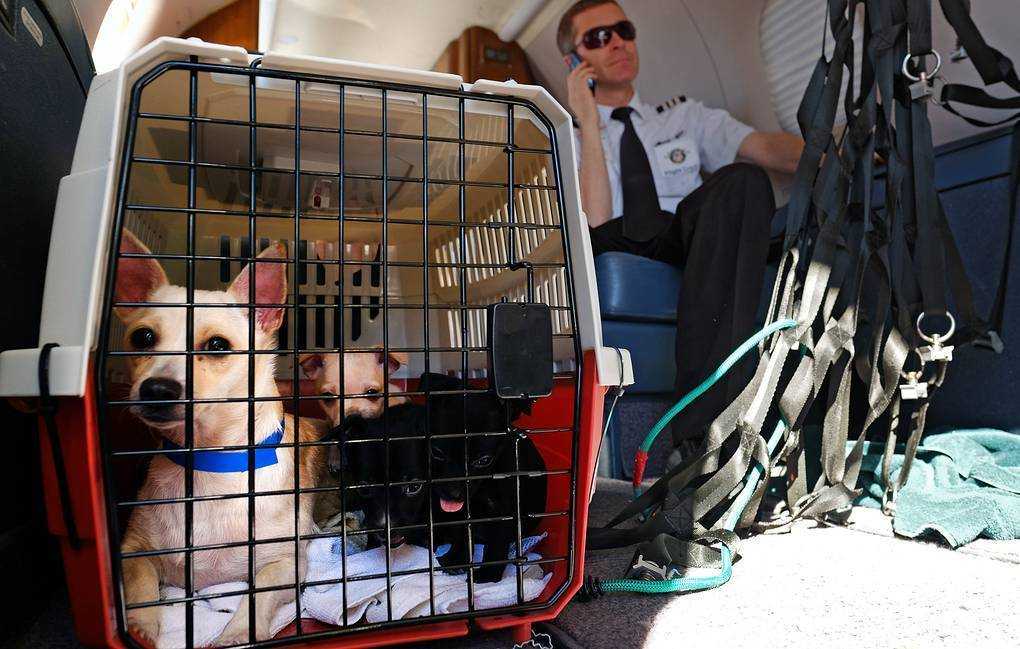 Правила перевозки животных в самолете, поезде и другом транспорте