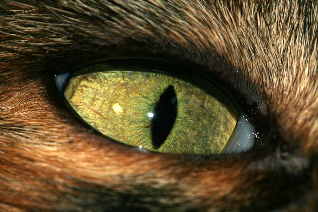 Почему нельзя смотреть в глаза кошке слишком долго - приметы