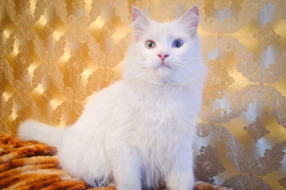 Турецкая ангора (ангорская кошка): фото, описание породы, характер и содержание