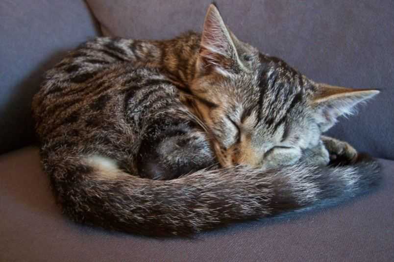 Сколько часов спят кошки в сутки