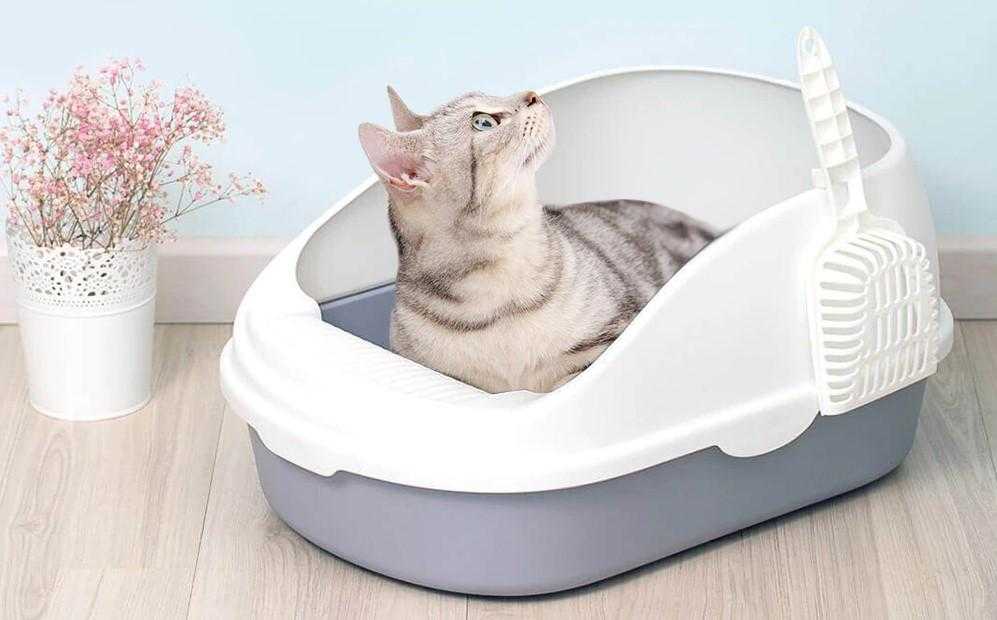 Топ-7 лучших туалетов (лотков) для кошек