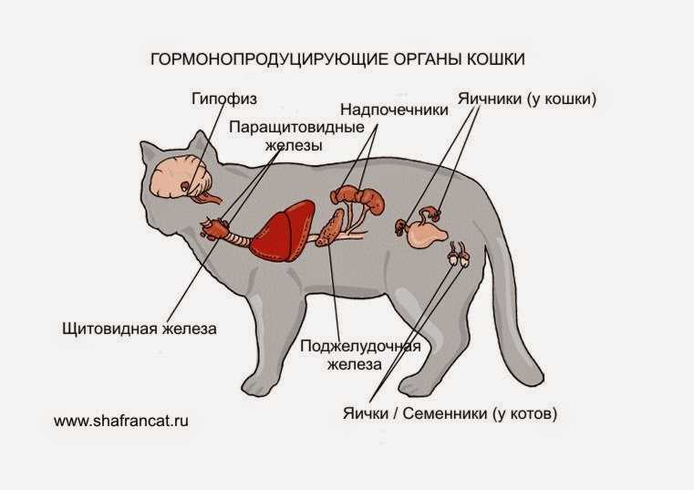 Кастрация кота: когда и зачем проводить операцию, плюсы и минусы, как проходит кастрация кота, послеоперационный уход и питание