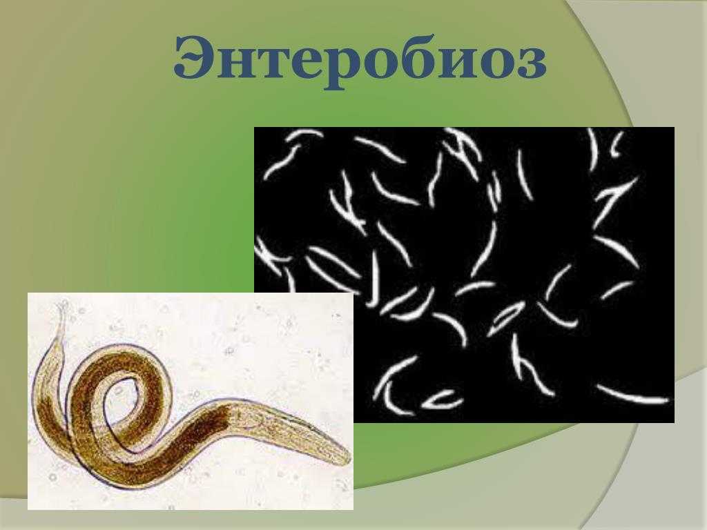 Гельминты и состояние кожи: как паразиты влияют на здоровье кожного покрова