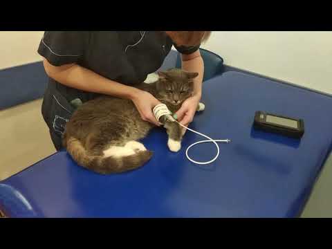 Гипертензия у кошек: признаки, лечение и прогноз