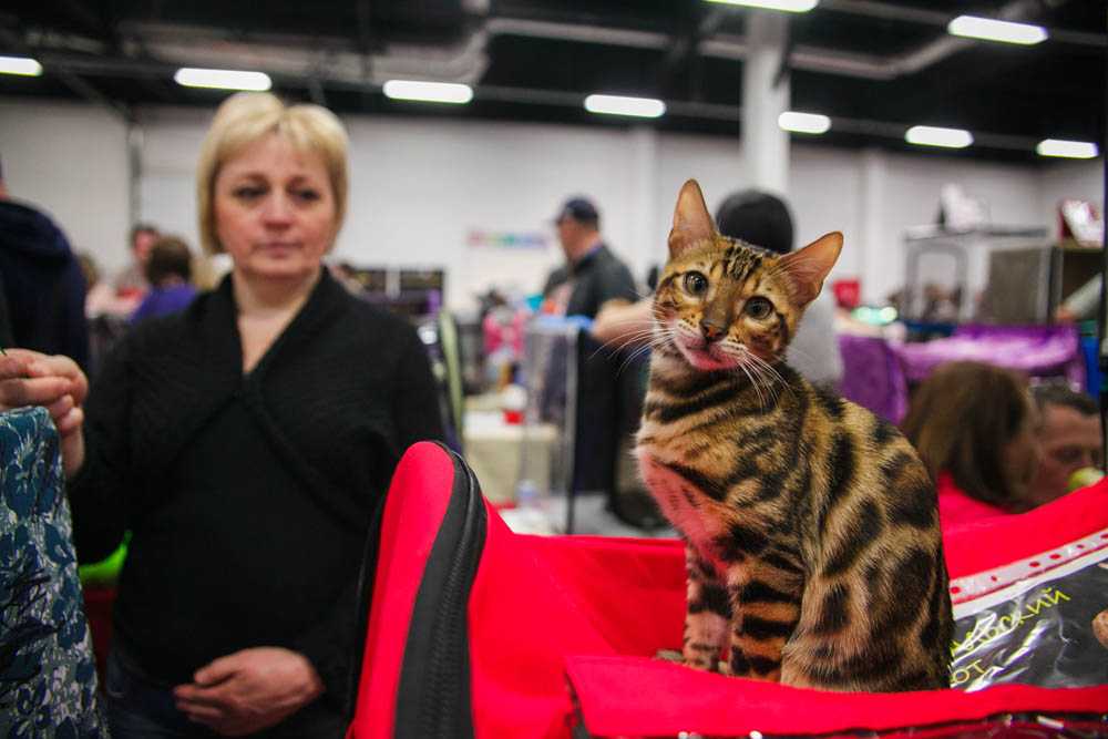 Выставки кошек и котов в москве: правила участия, титулы и подготовка +видео с выставок