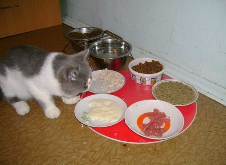 Состав корма для кошек: как выбрать лучший? | hill's pet