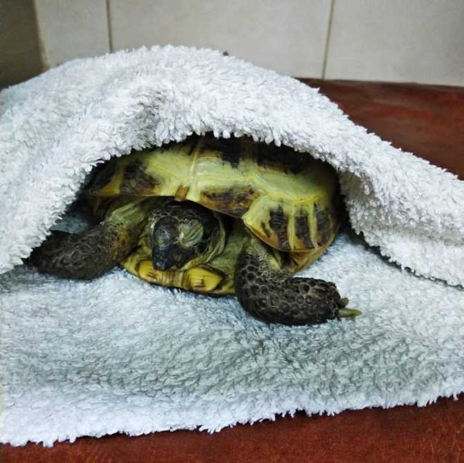 Спячка у домашних сухопутных черепах: признаки, причины, уход (фото)