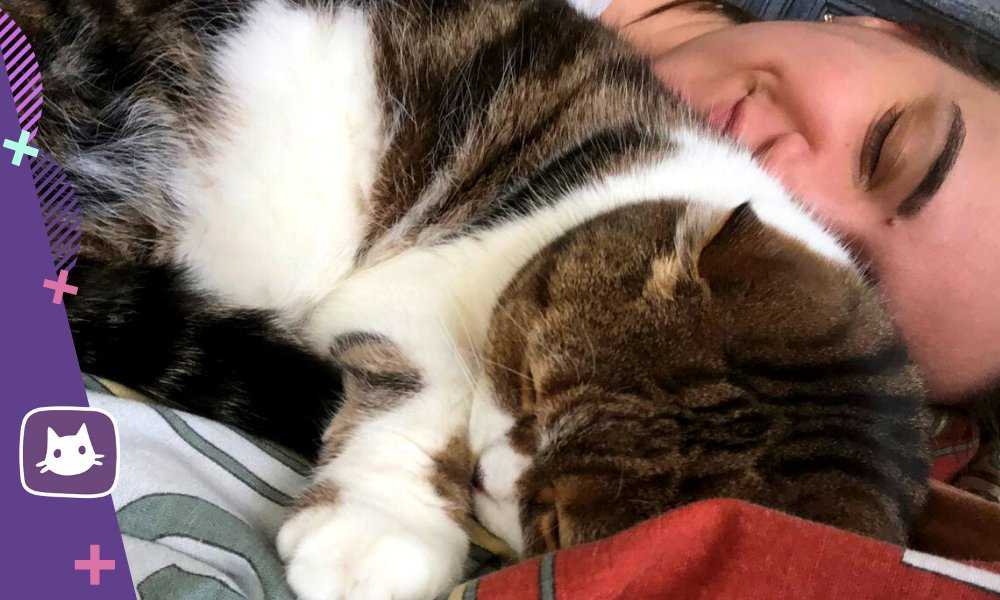 Почему кошка спит на голове хозяина?