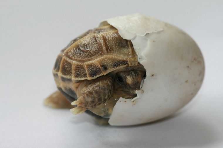 Чем кормить речную черепаху в домашних условиях?