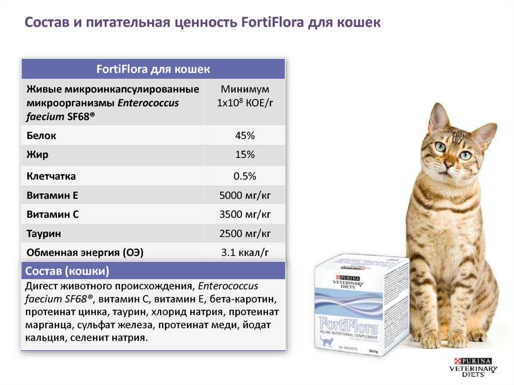 Кормовая добавка с пробиотиками Фортифлора для кошек и котов: состав и форма выпуска, инструкция по применению, отзывы, цена